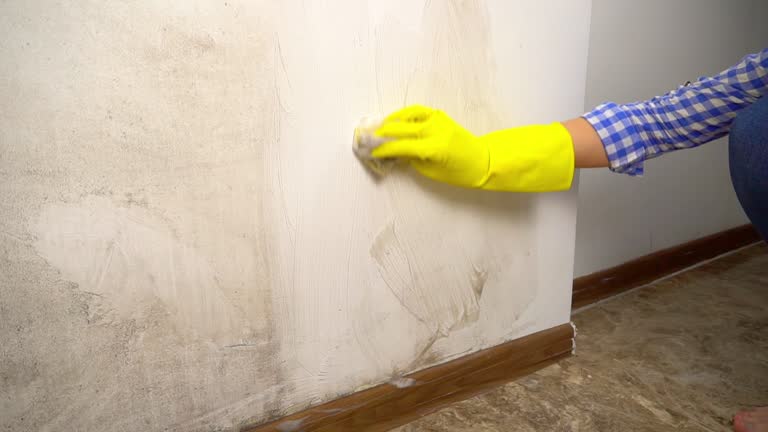 Point Roberts, WA Mold Removal Company